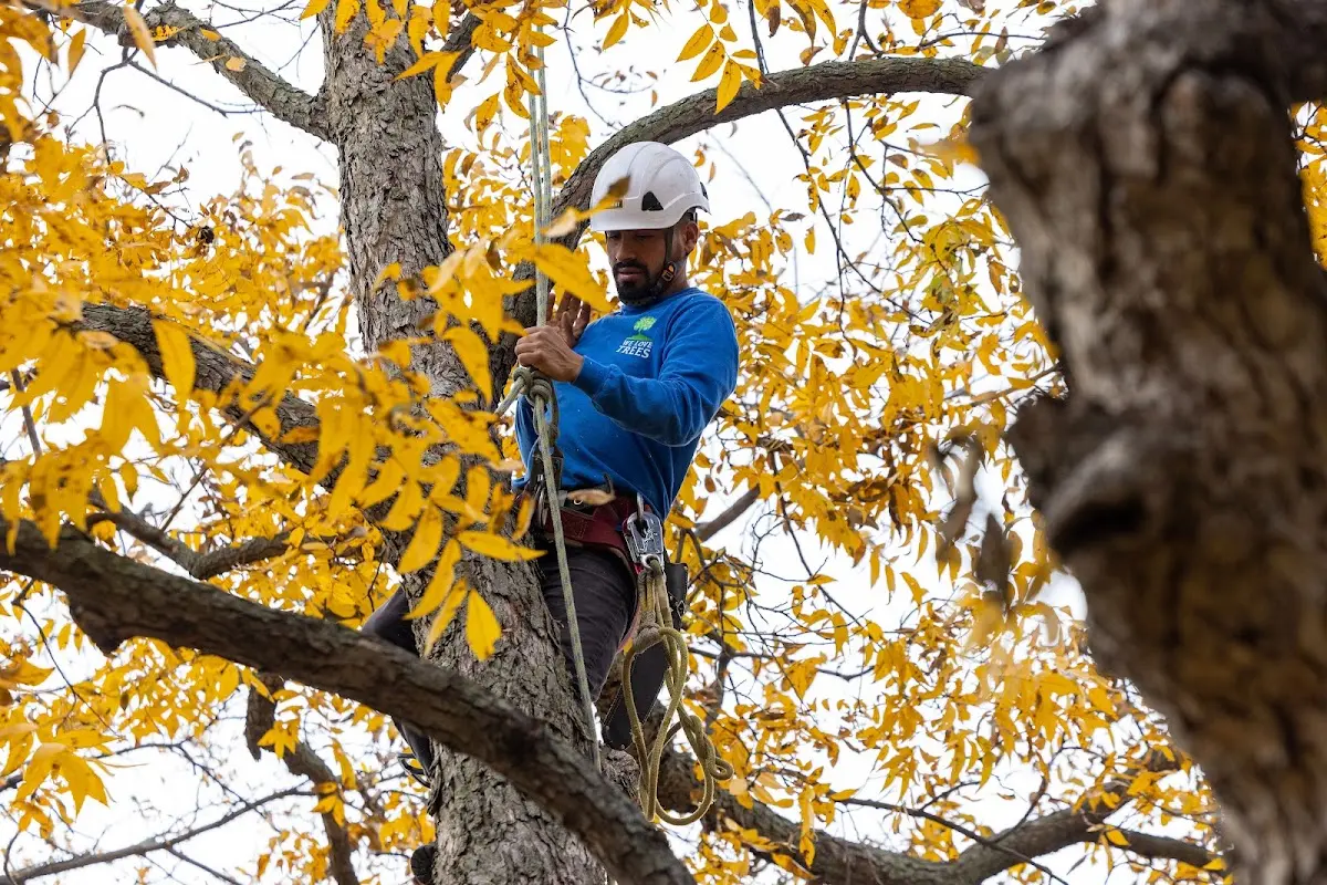 Skilled Emergency Tree Service crew working in Alpine
